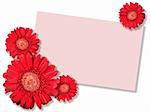 One red flower with message-card on white background. Close-up. Studio photography.