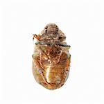 insect beetle isolated in white