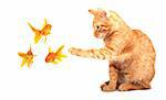 Cat playing with goldfishes isolated on white background