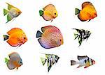 group of fishes on a white background