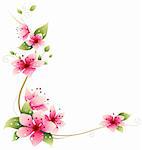 drawing of beautiful  sakura flower in a white background