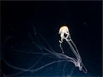 An image of a beautiful jellyfish in the dark