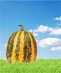 Yellow pumpkin isolated  on a blue background