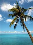 Palm on a tropical beach under bright sun