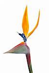 Bird of paradise flower (Strelitzia reginae) isolated on white background