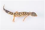 Gecko reptile lizard