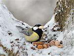 Nutlet for a titmouse in a cold winter.