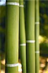 Bamboo cane green plantation view beautiful field