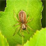 The small thick spider sits on green leaf