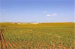 Colorful sunflower plantation with vibrant yellow flowers