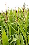 Corn green fields landscape outdoors background cornfields