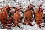 Lio carcinus puber crabs row over silver paper