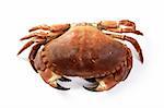 Cancer pagurus big crab isolated on white background