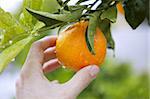 orange on tree human hand holding fruit