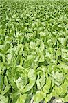 cabbage green vegetables field in spring farmland agriculture