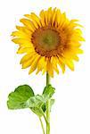 The beautiful sunflower isolated on a white background