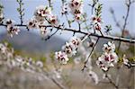 Almond flower trees field in spring season pink white flowers