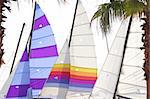 hoby hobby cat colorful sails palm tree leaf summer sport vacation