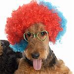 airedale terrier wearing colorful clown wig and heart shaped glasses on white background