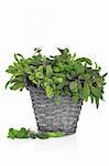 Oregano and  purple and variegated sage herb leaf sprigs, in an old rustic wicker basket, isolated white background.