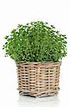 Oregano herb plant in a rustic wicker basket isolated over white background. Origanum