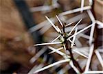 Acacia thorns Macro