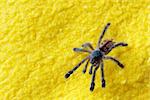 Tarantula spider on yellow fabric