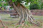 Mighty tropical tree in the ancient city of Ayuttaya, Thailand