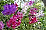 Pink, blue and white orchids in a garden