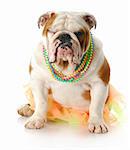female english bulldog dressed up as a girl winking with reflection on white background