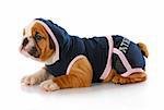 female english bulldog puppy wearing sports hoodie and shorts with reflection on white background