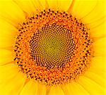 Beautiful sunflower with petals closeup