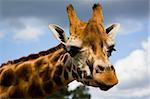 Closeup profile of a giraffe head, sky background