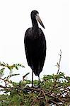 Ibis Bird - Wildlife Sanctuary, Game Reserve - Uganda, East Africa