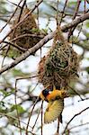 Yellow Weaver Bird - Wildlife Sanctuary, Game Reserve - Uganda, East Africa