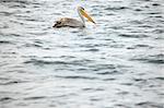 Pelican - Wildlife Sanctuary, Game Reserve - Uganda, East Africa