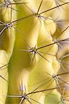 Detail take of a thorny yellow cactus