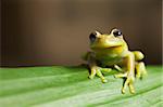 frog amphibian treefrog rainforest branch tropical