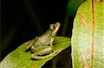 tree frog in the Bolivian rainforest stitng at night on a leaf