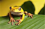 tree frog hypsiboas feografica sitting on a leaf in the bolivian rain forest