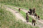 Baboon - Tarangire National Park - Wildlife Reserve in Tanzania, Africa