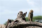 Baboon - Tarangire National Park - Wildlife Reserve in Tanzania, Africa