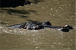 Hippos - Serengeti Wildlife Conservation Area, Safari, Tanzania, East Africa