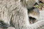 Vervet Monkey - Serengeti Wildlife Conservation Area, Safari, Tanzania, East Africa