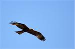 Ngorongoro Crater, Nature Reserve in Tanzania, East Africa