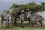 Serengeti Wildlife Conservation Area, Safari, Tanzania, East Africa