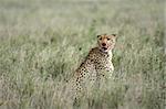 Cheetah - Serengeti Wildlife Conservation Area, Safari, Tanzania, East Africa