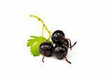 Fresh ripe black currant with leaf on white background