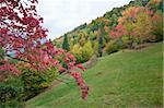 beautiful autumn mountain, haystack on mountainside and viburnum twig in the foreground (Carpathian. Ukraine)