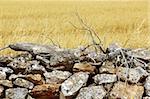 masonry stone wall golden summer field Formentera Balearic Islands